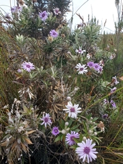 Macrolearia semidentata
