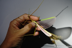 Tropidoderus gracilifemur