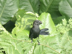 Crotophaga ani