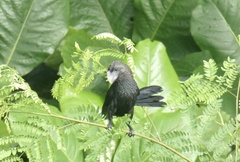 Crotophaga ani