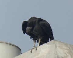 Coragyps atratus
