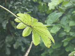 Cecropia pachystachya