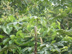 Cecropia pachystachya