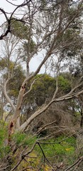 Eucalyptus diversifolia