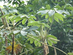 Cecropia pachystachya