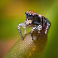 Maratus tasmanicus