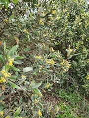 Corokia macrocarpa