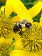 Bombus impatiens
