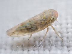 Neoaliturus tenellus