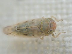 Neoaliturus tenellus