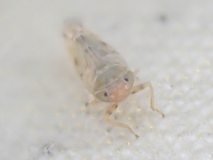 Neoaliturus tenellus