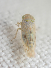 Neoaliturus tenellus