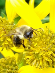 Bombus impatiens