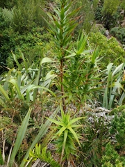 Dracophyllum arboreum