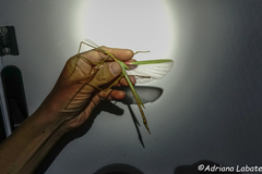 Tropidoderus gracilifemur