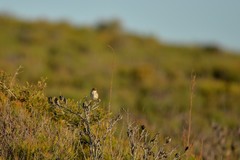 Cincloramphus timoriensis