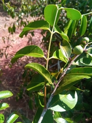 Salacia