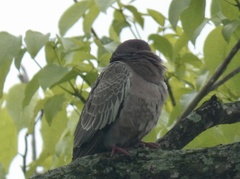 Patagioenas picazuro