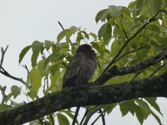 Patagioenas picazuro