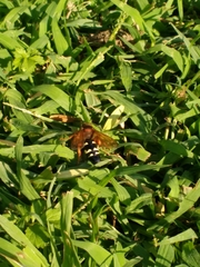Sphecius speciosus