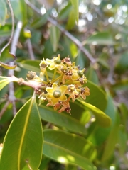 Salacia