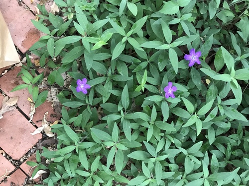 Ruellia squarrosa iNat (1)