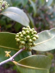 Salacia