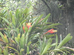 Aechmea nudicaulis