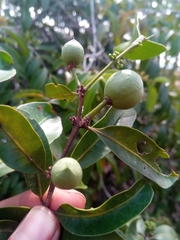 Salacia