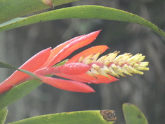 Aechmea nudicaulis