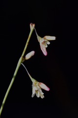 Eriogonum esmeraldense esmeraldense