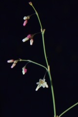 Eriogonum esmeraldense esmeraldense