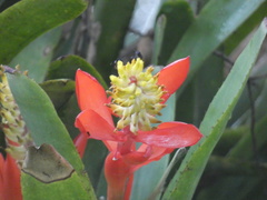 Aechmea nudicaulis