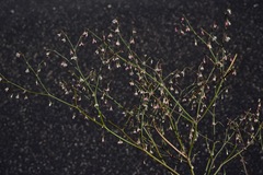 Eriogonum esmeraldense esmeraldense