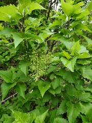 Plagianthus regius chathamicus