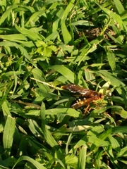 Sphecius speciosus