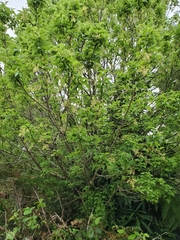 Plagianthus regius chathamicus
