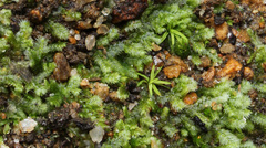 Ceramanus clatritexta