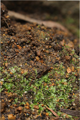 Ceramanus clatritexta