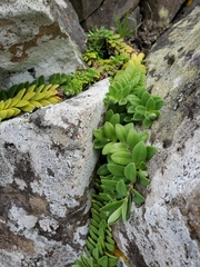 Veronica chathamica