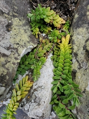 Veronica chathamica