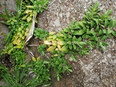 Veronica chathamica