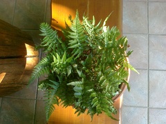 Polystichum luctuosum