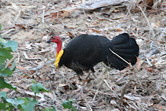 Alectura lathami lathami