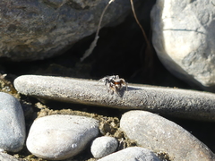 Habronattus ballatoris
