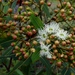 Eucalyptus curtisii - Photo (c) Tatters ✾,  זכויות יוצרים חלקיות (CC BY-SA)