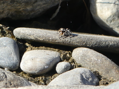 Habronattus ballatoris