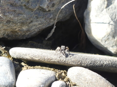 Habronattus ballatoris