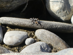 Habronattus ballatoris