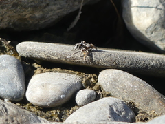 Habronattus ballatoris